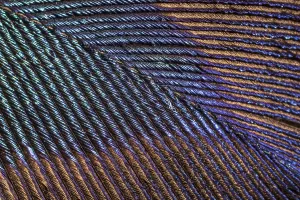 Peacock (Pavo cristatus feather close up showing iridescence at 10x magnification Peacock (Pavo cristatus feather close up showing iridescence at 10x magnification