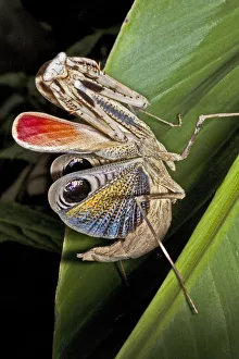 Peacock praying mantis (Pseudempusa pinnapavonis) female in defensive display with colourful wings Peacock praying mantis (Pseudempusa pinnapavonis) female in defensive display with colourful wings