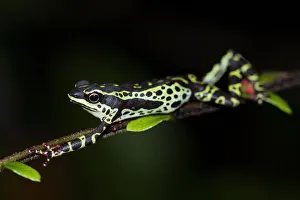 Pebas stubfoot toad / Harlequin toad (Atelopus spumarius) stretching on branch, Yasuni Pebas stubfoot toad / Harlequin toad (Atelopus spumarius) stretching on branch, Yasuni