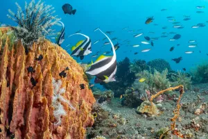 Pennant coralfish (Heniochus acuminatus) at Giant barrel sponge (Xestospongia muta Pennant coralfish (Heniochus acuminatus) at Giant barrel sponge (Xestospongia muta