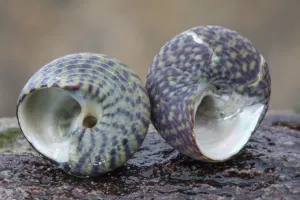 Pennants Topshell (Gibbula pennanti) and Purple Topshell (Gibbula umbilicalis) Pennants Topshell (Gibbula pennanti) and Purple Topshell (Gibbula umbilicalis)