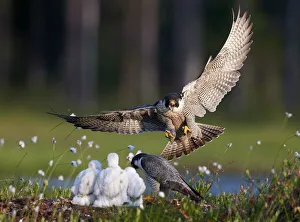 Peregrine falcon (Falco peregrinus) adult landing at nest with chicks, Vaala, Finland Peregrine falcon (Falco peregrinus) adult landing at nest with chicks, Vaala, Finland