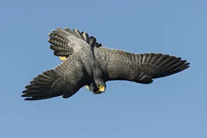 Peregrine falcon (Falco peregrinus), adult male in flight. Bristol, UK. March Peregrine falcon (Falco peregrinus), adult male in flight. Bristol, UK. March