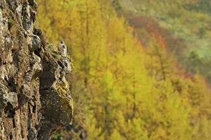Peregrine Falcon (Falco peregrinus) perched on a cliff above a woodland in autumn Peregrine Falcon (Falco peregrinus) perched on a cliff above a woodland in autumn