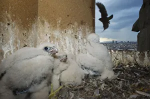 Peregrine falcon (Falco peregrinus) nest, with adult flying past, Sagrada Familia Peregrine falcon (Falco peregrinus) nest, with adult flying past, Sagrada Familia
