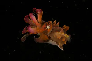 Pfeffers Flamboyant Cuttlefish (Metasepia pfefferi) West Papua, Indonesia, April Pfeffers Flamboyant Cuttlefish (Metasepia pfefferi) West Papua, Indonesia, April