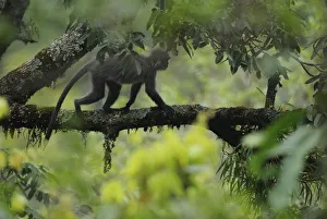 Phayers Leaf monkey (Trachypithecus phayrei) Gaoligongshan NP, Yunnan province Phayers Leaf monkey (Trachypithecus phayrei) Gaoligongshan NP, Yunnan province