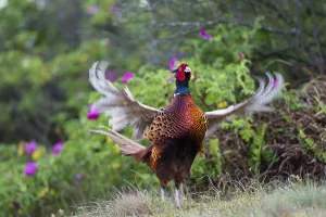 Pheasant (Phasianus colchicus) male calling, East Frisian Islands, Wittbulten National Park Pheasant (Phasianus colchicus) male calling, East Frisian Islands, Wittbulten National Park