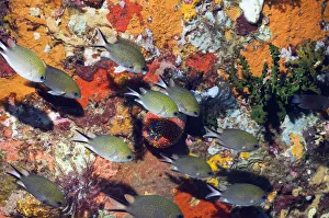 Philippines chromis (Chromis scotochiloptera) swimming in front of reef wall with sponges Philippines chromis (Chromis scotochiloptera) swimming in front of reef wall with sponges