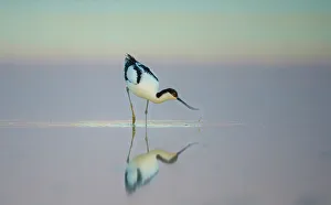 Pied avocet (Recurvirostra avosetta) feeding in shallow water at dawn, Etosha National Park Pied avocet (Recurvirostra avosetta) feeding in shallow water at dawn, Etosha National Park