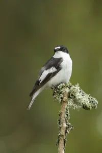 Pied flycatcher (Ficedula hypoleuca) male. Wales, UK, May Pied flycatcher (Ficedula hypoleuca) male. Wales, UK, May