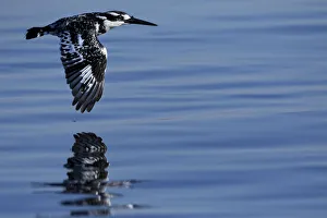 Pied kingfisher (Ceryle rudis) in flight, Chobe River, North-West District, Botswana Pied kingfisher (Ceryle rudis) in flight, Chobe River, North-West District, Botswana