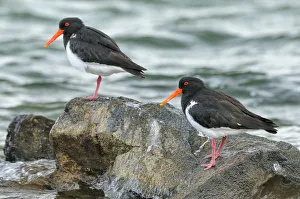 Pied oystercatcher (Haematopus longirostris) two on coast, Tasmania, Australia Pied oystercatcher (Haematopus longirostris) two on coast, Tasmania, Australia