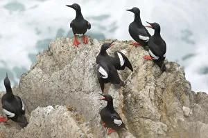 Pigeon Guillemots (Cepphus columba), group interacting on a rock over the ocean Pigeon Guillemots (Cepphus columba), group interacting on a rock over the ocean