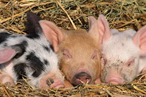 Piglets sleeping {Sus scrofa domestica} USA Piglets sleeping {Sus scrofa domestica} USA