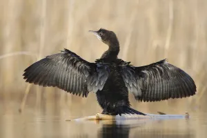 Pigmy cormorant (Microcarbo pygmaeus) stretching wings, Durankulak Lake, Bulgaria Pigmy cormorant (Microcarbo pygmaeus) stretching wings, Durankulak Lake, Bulgaria