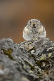 Pika (Ochotona princeps) resting, Denali National Park, Alaska, USA, September Pika (Ochotona princeps) resting, Denali National Park, Alaska, USA, September