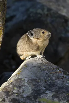 Pika (Ochotona princeps) in scree rock pile, Sheepeaters Cliff, Yellowstone National Park Pika (Ochotona princeps) in scree rock pile, Sheepeaters Cliff, Yellowstone National Park