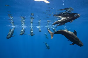 Pilot whales (Globicephala macrorhynchus) just below surface, Tenerife, Canary Islands Pilot whales (Globicephala macrorhynchus) just below surface, Tenerife, Canary Islands