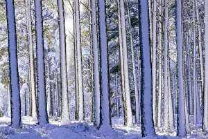 Pine forest after snowstorm, Strathspey, Scotland, UK Pine forest after snowstorm, Strathspey, Scotland, UK