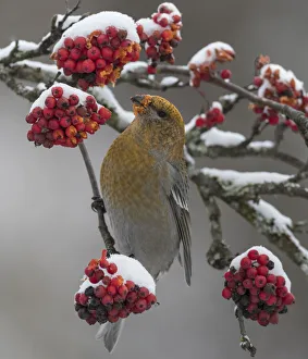 Pine grosbeak (Pinicola enucleator) female feeding on snow covered Rowan (Sorbus sp Pine grosbeak (Pinicola enucleator) female feeding on snow covered Rowan (Sorbus sp