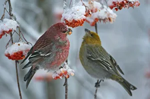 Pine grosbeak (Pinicola enucleator) male and female, Liminka, Finland, January Pine grosbeak (Pinicola enucleator) male and female, Liminka, Finland, January