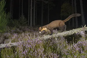 Pine marten (Martes martes) carrying a bird's egg. Black Isle, Scotland, UK. September Pine marten (Martes martes) carrying a bird's egg. Black Isle, Scotland, UK. September