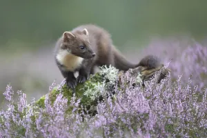 Pine marten (Martes martes) in heather, Cairngorms NP, Scotland, August Pine marten (Martes martes) in heather, Cairngorms NP, Scotland, August
