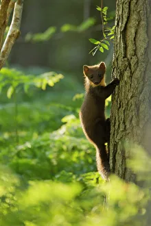 Pine marten (Martes martes) juvenile, climbing pine tree in woodland, Beinn Eighe Pine marten (Martes martes) juvenile, climbing pine tree in woodland, Beinn Eighe
