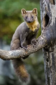 Images Dated 17th September 2013: Pine marten (Martes martes) juvenile male sitting on branch of a dead tree outside