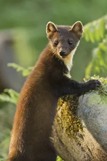 Pine marten (Martes martes) juvenile in woodland, Beinn Eighe National Nature Reserve Pine marten (Martes martes) juvenile in woodland, Beinn Eighe National Nature Reserve
