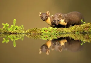 Pine marten (Martes martes) reflected in water, Ardnamurchan Peninsula, west coast of Scotland, UK Pine marten (Martes martes) reflected in water, Ardnamurchan Peninsula, west coast of Scotland, UK