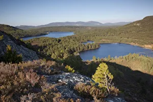 Pine regeneration above Rothiemurchus Forest. Cairngorms National Park, Scotland Pine regeneration above Rothiemurchus Forest. Cairngorms National Park, Scotland