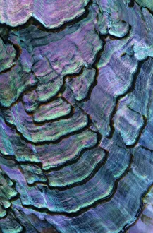 Pink abalone (Haliotis corrugata) shell detail, Guadalupe Island Biosphere Reserve Pink abalone (Haliotis corrugata) shell detail, Guadalupe Island Biosphere Reserve