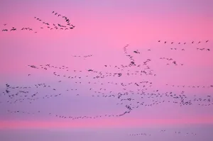 Pink-footed Geese (Anser brachyrhynchus) in flight at dusk. The Wash. Norfolk, January Pink-footed Geese (Anser brachyrhynchus) in flight at dusk. The Wash. Norfolk, January