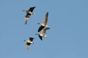 Pink-footed geese (Anser brachyrynchus) in flight, Norfolk, UK, January Pink-footed geese (Anser brachyrynchus) in flight, Norfolk, UK, January