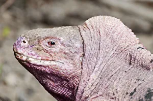 Pink iguana (Conolophus marthae) Northern caldera rim, Wolf Volcano, Isabela Island Pink iguana (Conolophus marthae) Northern caldera rim, Wolf Volcano, Isabela Island