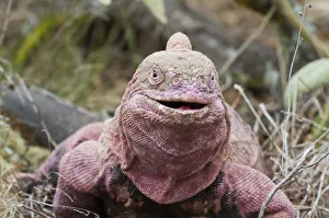 Pink iguana (Conolophus marthae) Isabela Island, Galapagos, Critically endangered Pink iguana (Conolophus marthae) Isabela Island, Galapagos, Critically endangered
