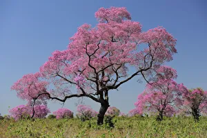 Pink Ipe trees (Tabebuia ipe / Handroanthus impetiginosus) in flower, Pantanal, Mato Grosso State Pink Ipe trees (Tabebuia ipe / Handroanthus impetiginosus) in flower, Pantanal, Mato Grosso State