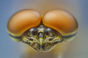 Pink lady mayfly (Epeorus albertae) close up of eyes of male , Madison River, Montana Pink lady mayfly (Epeorus albertae) close up of eyes of male , Madison River, Montana