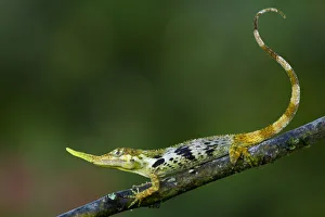 Pinocchio lizard (Anolis proboscis) male on twig, Mindo, Pichincha, Ecuador, January 2013 Pinocchio lizard (Anolis proboscis) male on twig, Mindo, Pichincha, Ecuador, January 2013