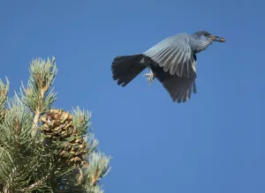 Pinyon Jay (Gymnorhinus cyanocephalus), gathering Pinyon Pine seeds in autumn. Mono Lake Basin Pinyon Jay (Gymnorhinus cyanocephalus), gathering Pinyon Pine seeds in autumn. Mono Lake Basin