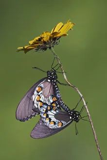 Pipevine Swallowtail Butterfly (Battus philenor) pair mating. Sinton, Corpus Christi Pipevine Swallowtail Butterfly (Battus philenor) pair mating. Sinton, Corpus Christi