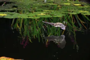 Pipistrelle bat (Pipistrellus pipistrellus) flying low over water. Surrey, England, August Pipistrelle bat (Pipistrellus pipistrellus) flying low over water. Surrey, England, August