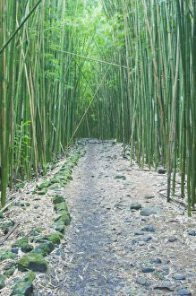 Pipiwai Trail through Bamboo (Poaceae) forest. Maui, Hawaii, February Pipiwai Trail through Bamboo (Poaceae) forest. Maui, Hawaii, February