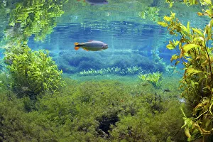 Piraputanga fish (Brycon hilarii) in underwater landscape, Aquario Natural, Rio Baia Bonito Piraputanga fish (Brycon hilarii) in underwater landscape, Aquario Natural, Rio Baia Bonito