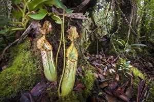 Images Dated 18th May 2011: Pitcher plant (Nepenthes veitchii x stenophylla), a natural hybrid. Maliau Basin, Borneo