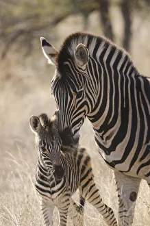 Plains zebra (Equus quagga) grooming foal, Kruger National Park, South Africa, July Plains zebra (Equus quagga) grooming foal, Kruger National Park, South Africa, July