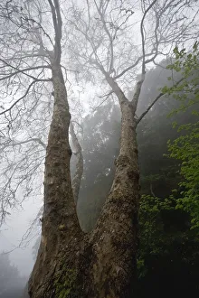 Plane tree (Platanus sp) in mist, Ribeiro Frio area, Madeira, March 2009 Plane tree (Platanus sp) in mist, Ribeiro Frio area, Madeira, March 2009