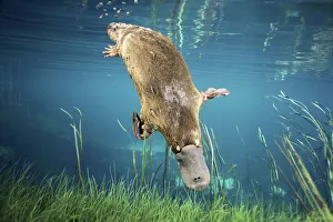 Platypus {Ornithorhynchus anatinus} swimming underwater Tasmania, Australia. Commposite Platypus {Ornithorhynchus anatinus} swimming underwater Tasmania, Australia. Commposite